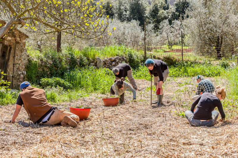 Interns working in the garden