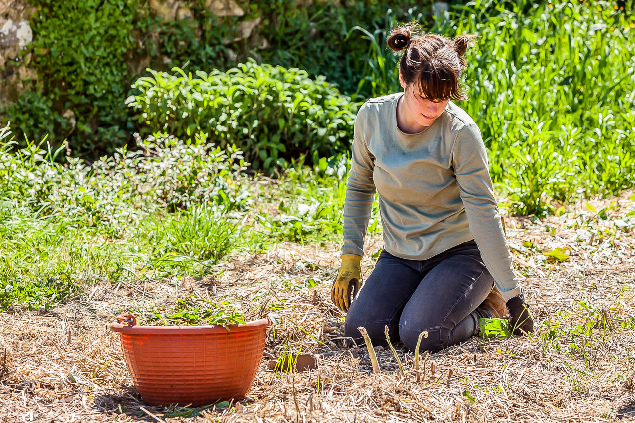 Farm intern pulling weeds from ground.