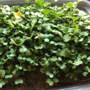 Close-up photo of microgreens