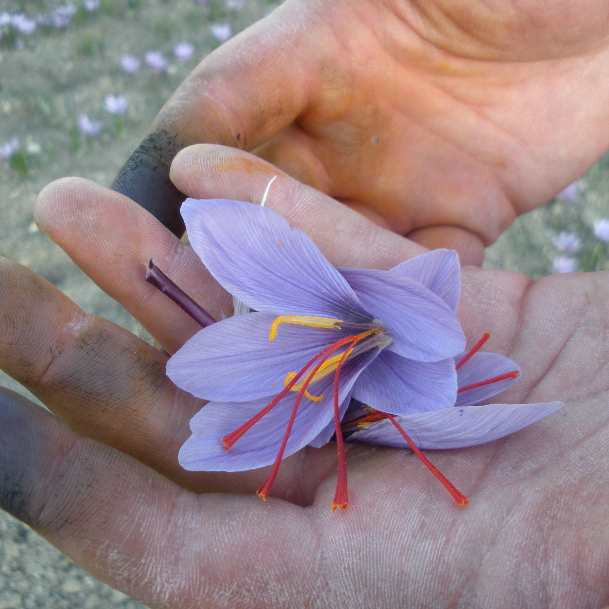 Hands holding a just-harvested saffron flower