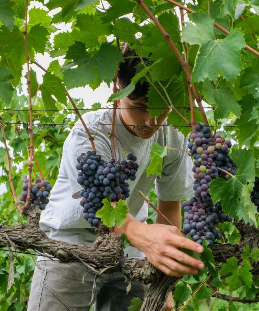 A volunteer harvesting grapes off the vine as part of the vendemmia.