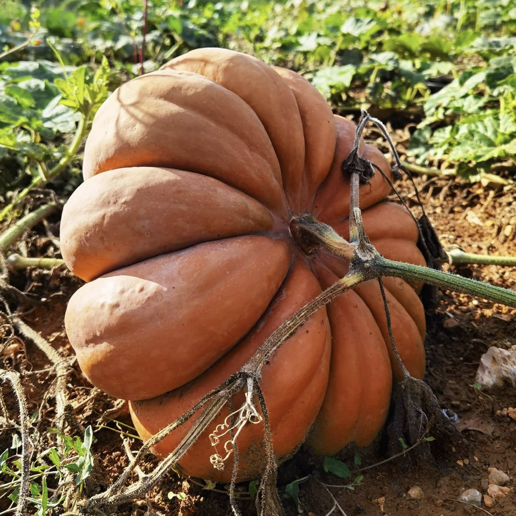 A large pumpkin still on the vine, in a field