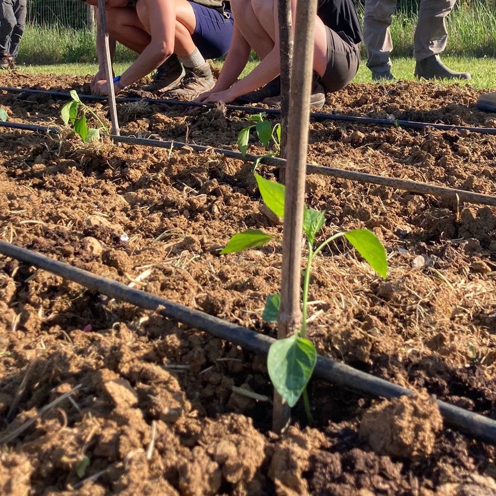 Seedling coming up from the soil