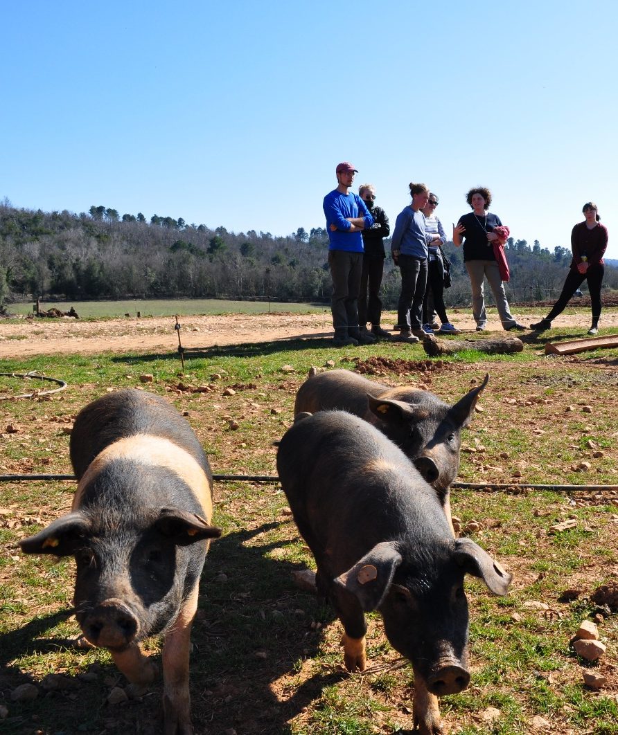 A group of people standing in conversation in a field in the background, with three pigs in the foreground.