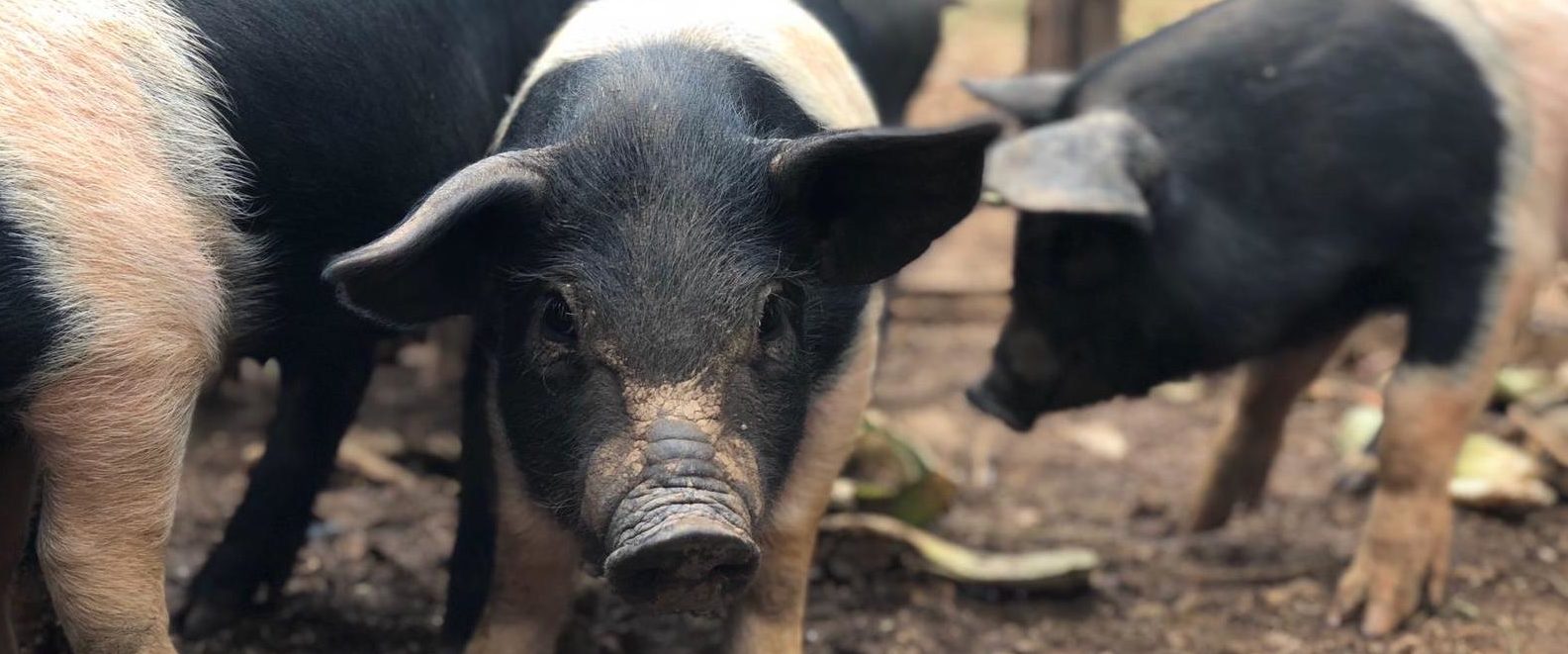 Close up of heritage-breed cinta senese pigs.