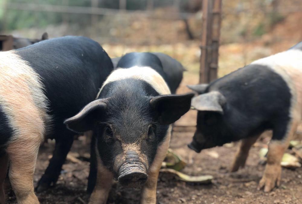 Cinta senese pigs in the field
