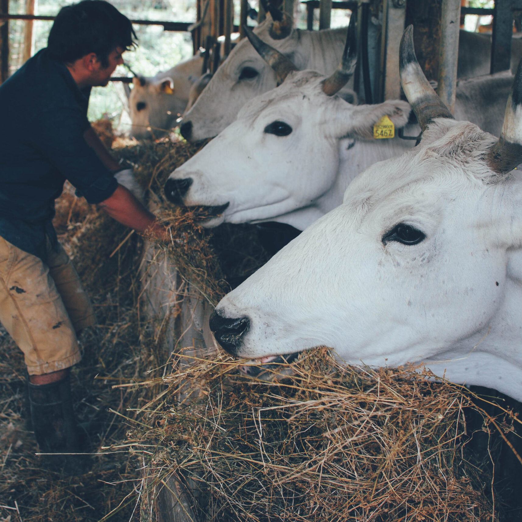 Spannocchia's white cows all lined up eating hay, with a farm intern standing  nearby.
