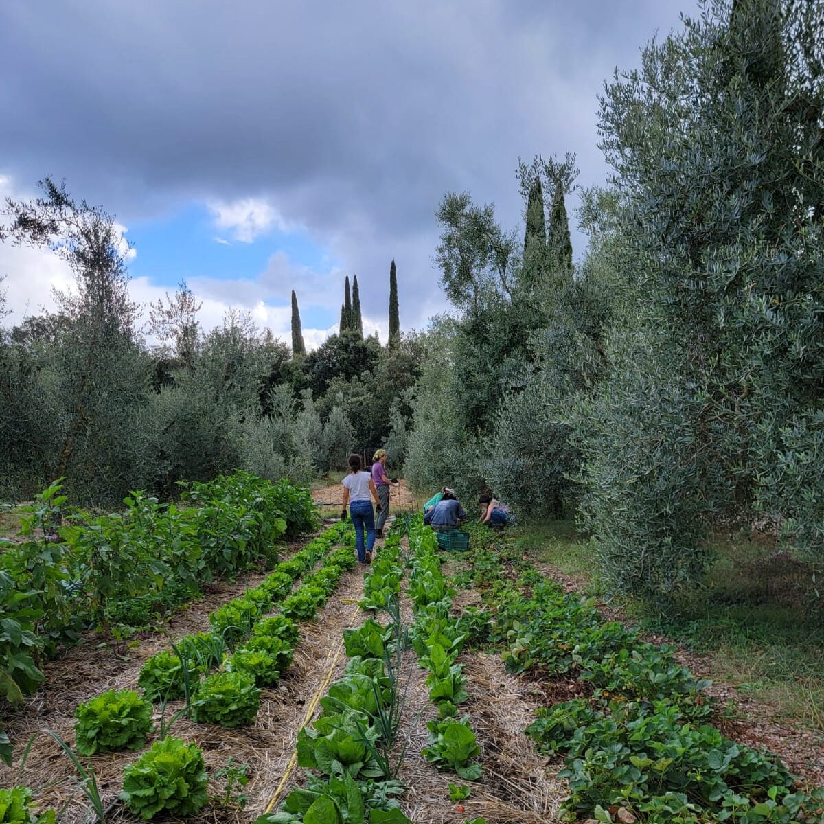 Garden rows of leafy green vegetable plants surrounded by olive trees.