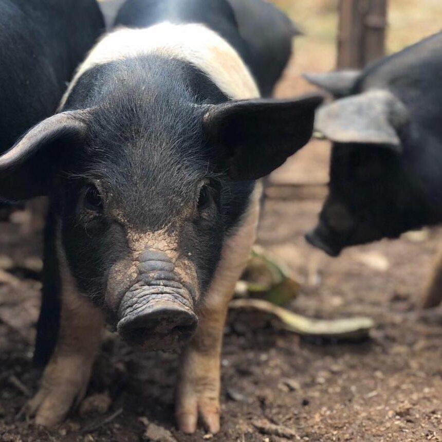 A close-up photo of one of Spannocchia's black and white pigs.