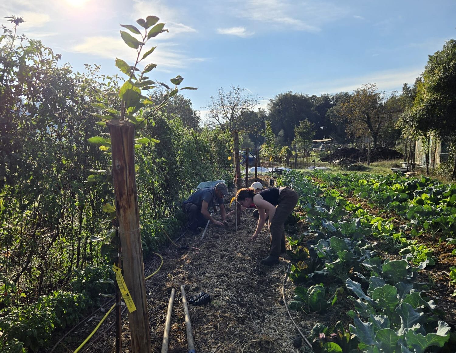 A lot of leafy green vegetable rows with a row in the center being planted with trees. Three people are bent over or crouched down working in the row.