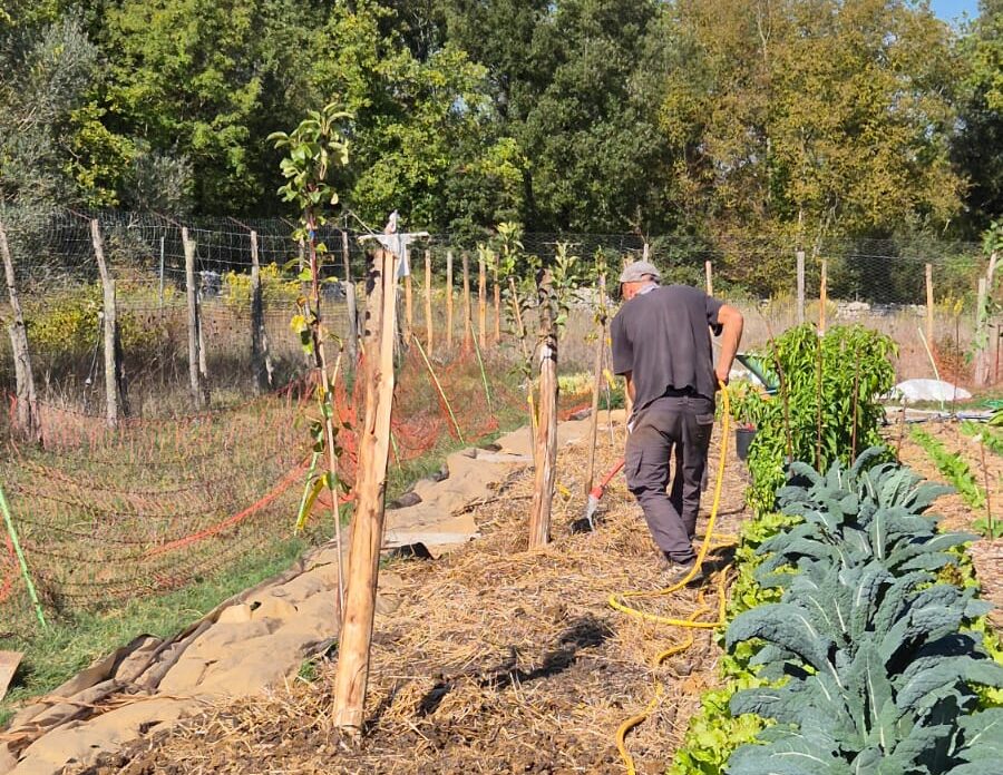 Yago working in one of the new agroforestry rows by newly-planted small trees. A row of Kale is to the right.