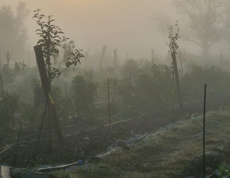 The agroforestry rows in the garden under a lot of fog